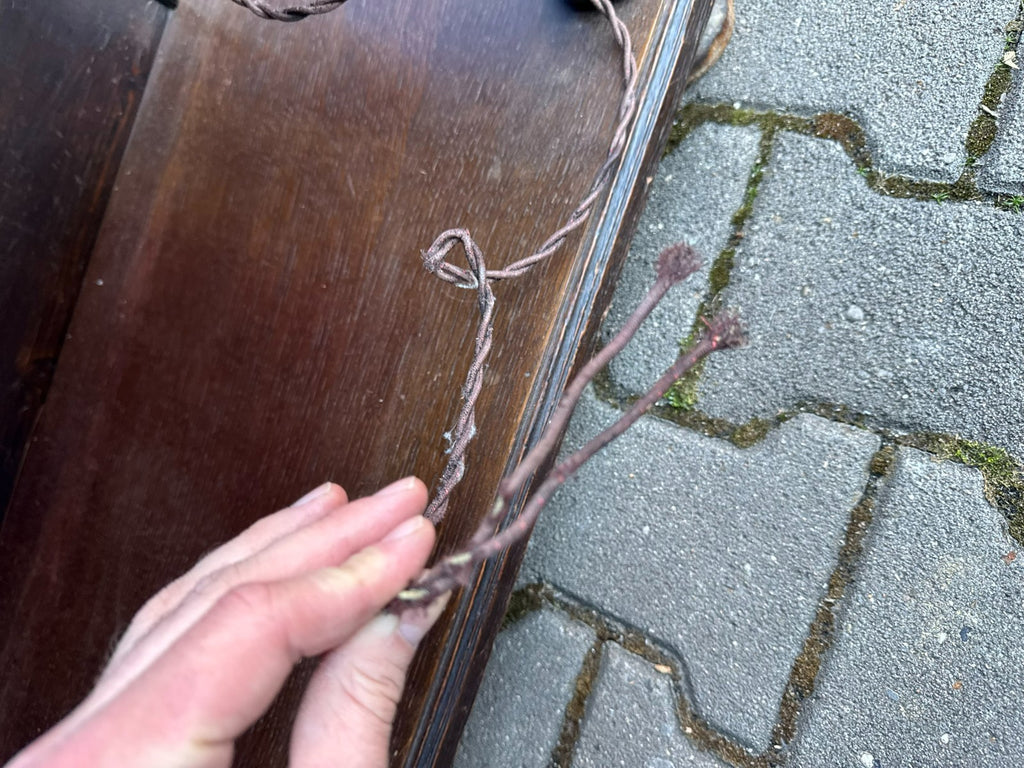 Antike Neo Renaissance Vitrine aus Eiche 19 tes Jhdt Gründerzeit Schrank