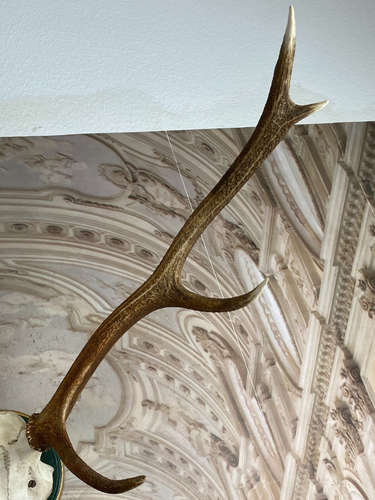 SEHR GROSSES HIRSCH GEWEIH HIRSCHGEWEIH BTH: 84x62x60cm – Bild 5