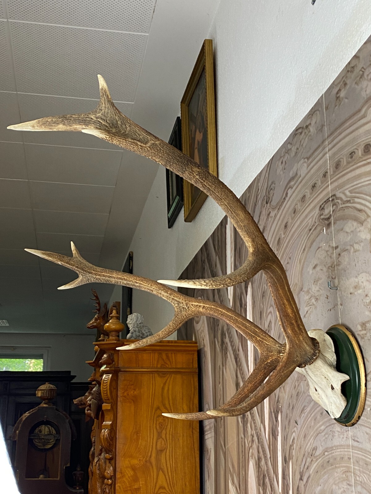 SEHR GROSSES HIRSCH GEWEIH HIRSCHGEWEIH BTH: 84x62x60cm – Bild 6