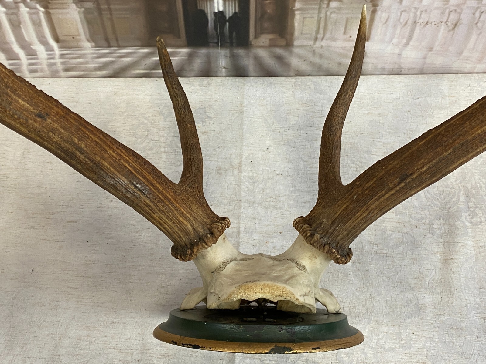 SEHR GROSSES HIRSCH GEWEIH HIRSCHGEWEIH BTH: 84x62x60cm – Bild 7