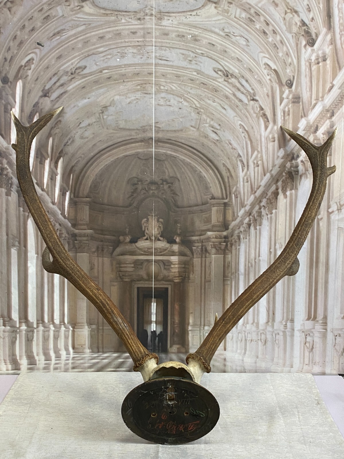 SEHR GROSSES HIRSCH GEWEIH HIRSCHGEWEIH BTH: 84x62x60cm – Bild 8