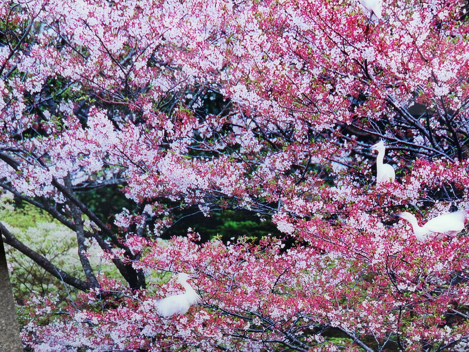 ÖLIVIER FÖLLMI KAMAKURA ASIAN SPIRIT LAMBDA PRINT ACRYL Nr 20/100 XXL 160x120cm – Bild 6