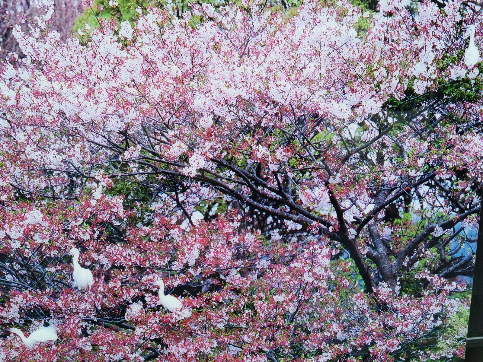 ÖLIVIER FÖLLMI KAMAKURA ASIAN SPIRIT LAMBDA PRINT ACRYL Nr 20/100 XXL 160x120cm – Bild 7