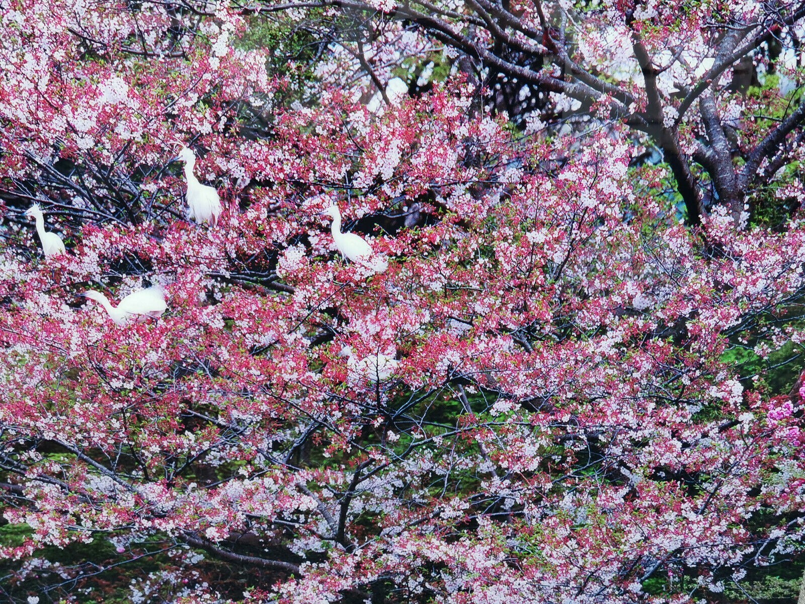 ÖLIVIER FÖLLMI KAMAKURA ASIAN SPIRIT LAMBDA PRINT ACRYL Nr 20/100 XXL 160x120cm – Bild 8