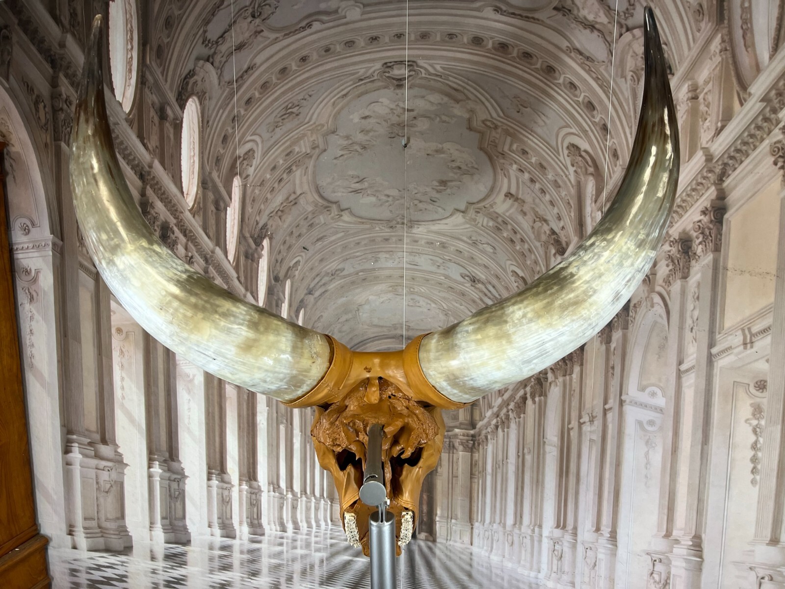 LONGHORN STIER SCHÄDEL IN LEDER BEZOGEN AUF EDELSTAHL GESTELL 225cm ex TRUSSARDI – Bild 17
